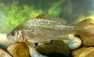 Cyprinus carpio carpio